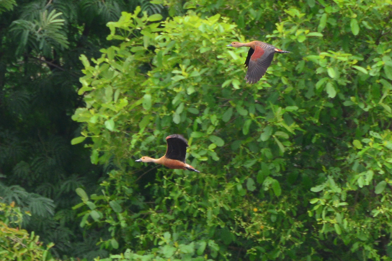 Dendrocygna javanica